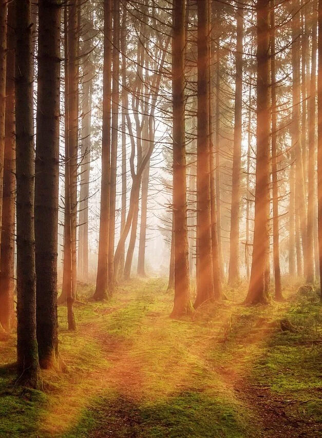 Empathic and Empowering Therapist Essex and Counsellor